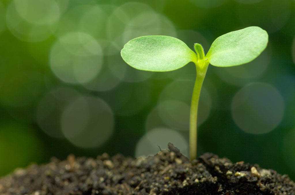 sprout symbol of discouragement to hope