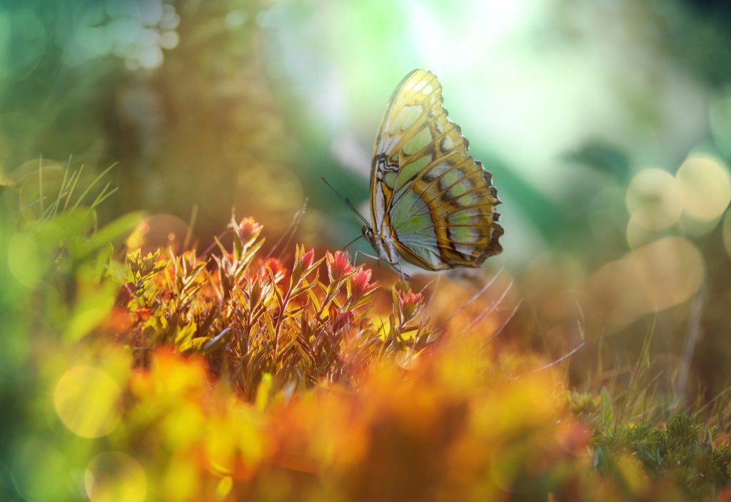 Butterfly in field with flowers. Maintaining Hope in God Through Prayer.