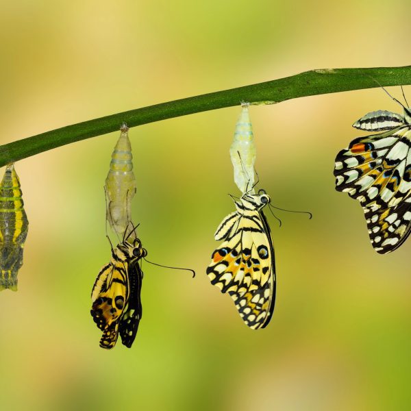 butterfly transformation in leaves