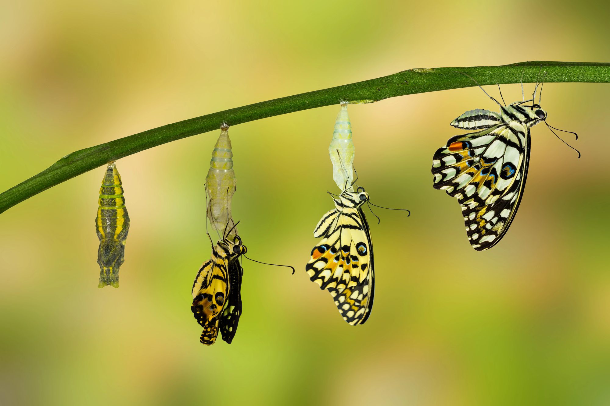 butterfly transformation in leaves