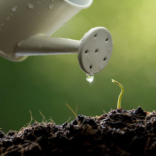 Watering Can watering single plant. How the Holy Spirit Helps You Grow Spiritually Every Day