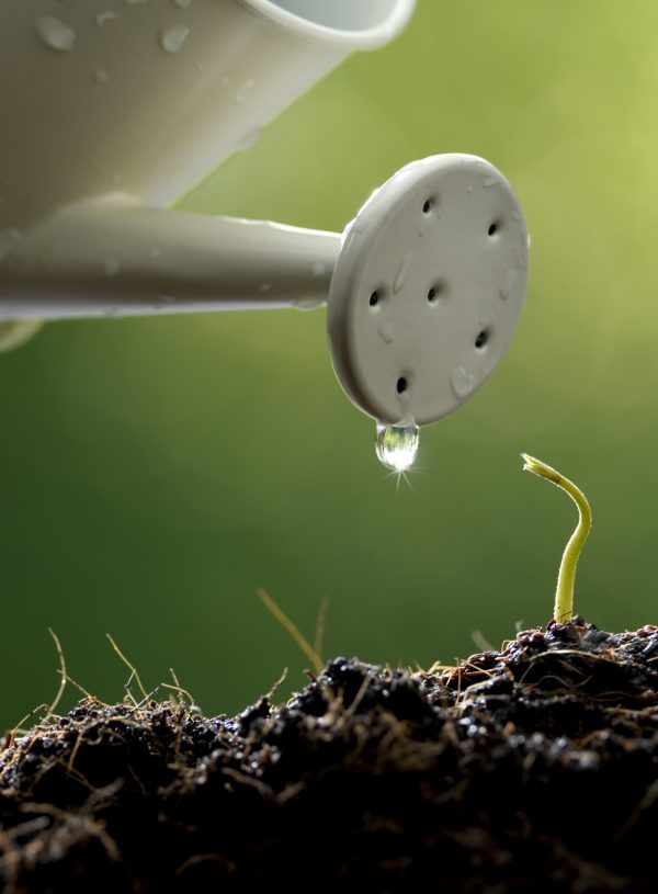 Watering Can watering single plant. How the Holy Spirit Helps You Grow Spiritually Every Day